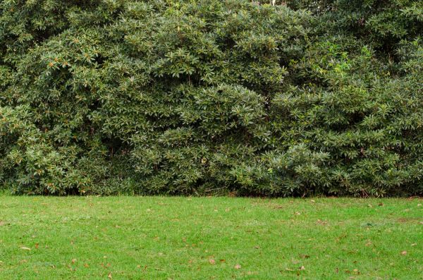 Privacy Hedge Planting in Irvine