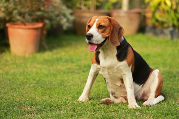 Dog Friendly Landscaping in Irvine