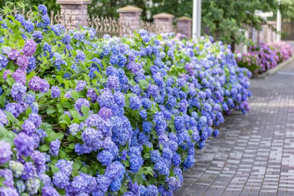 Hydrangea Landscaping in Irvine