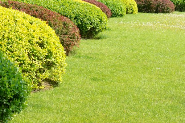 Shrubbery Planting in Irvine