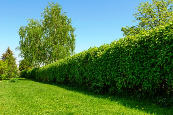 Hedge Replacement in Irvine