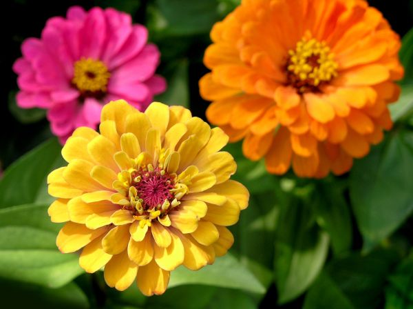 Zinnia Planting in Irvine