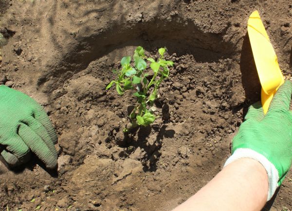 Rose Bush Planting in Irvine