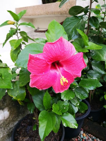 Hibiscus Planting in Irvine