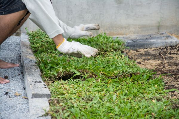 Ground Cover Planting in Irvine