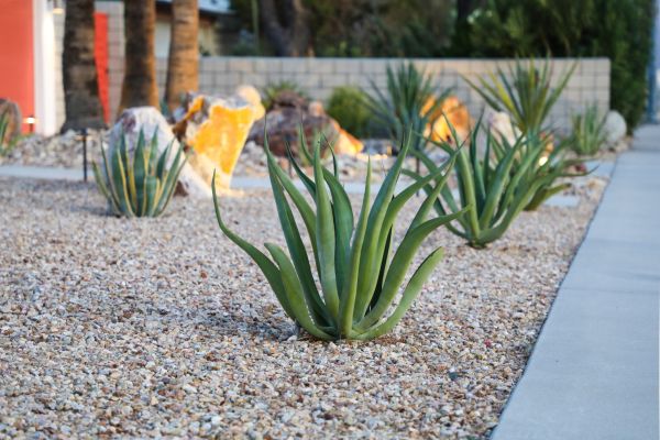 Drought Resistant Landscaping in Irvine