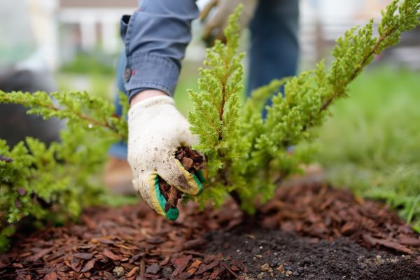 Church Mulching in Irvine