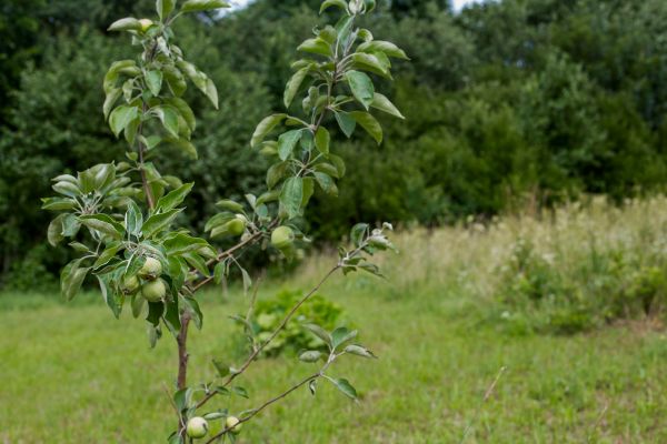 Apple Tree Planting in Irvine