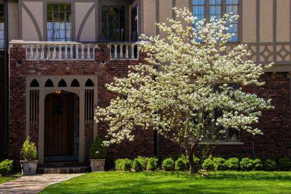 Dogwood Tree Planting in Irvine